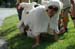 26 moutons01